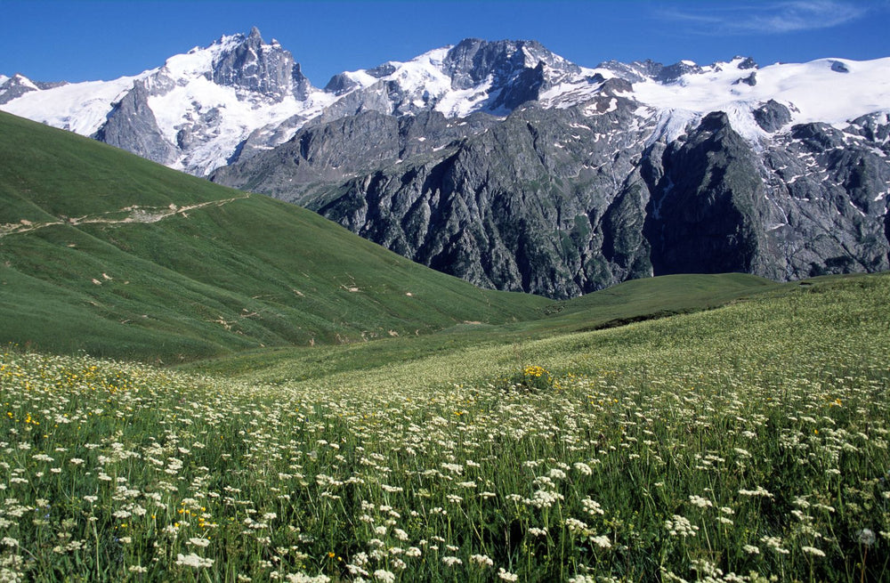 高山草甸庄园